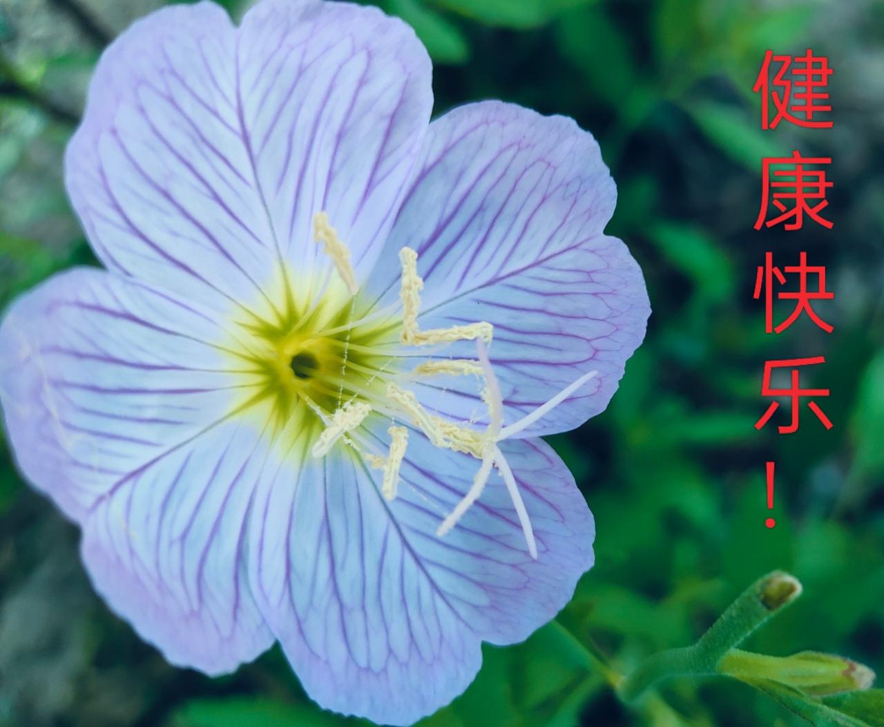 晒晒随手一拍美丽的花朵