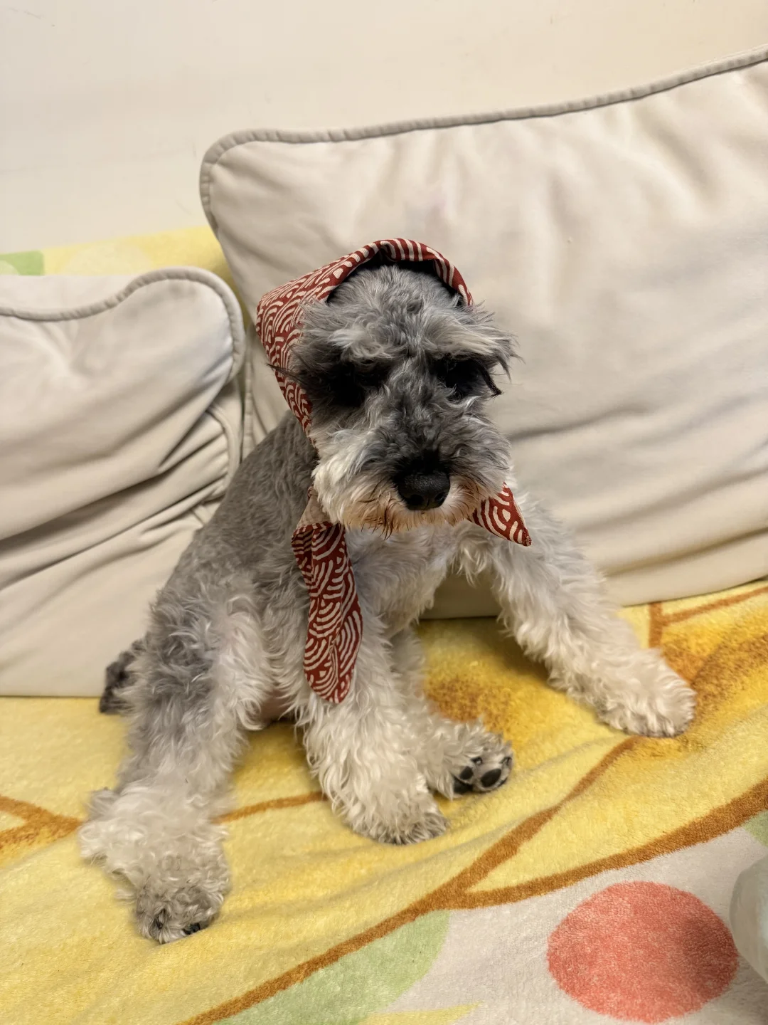 狼外婆。你好呀