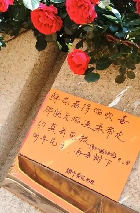 山东日照一段小区墙外的日常画面，在网络上悄悄刷屏，治愈了无数网友。
 
5月20