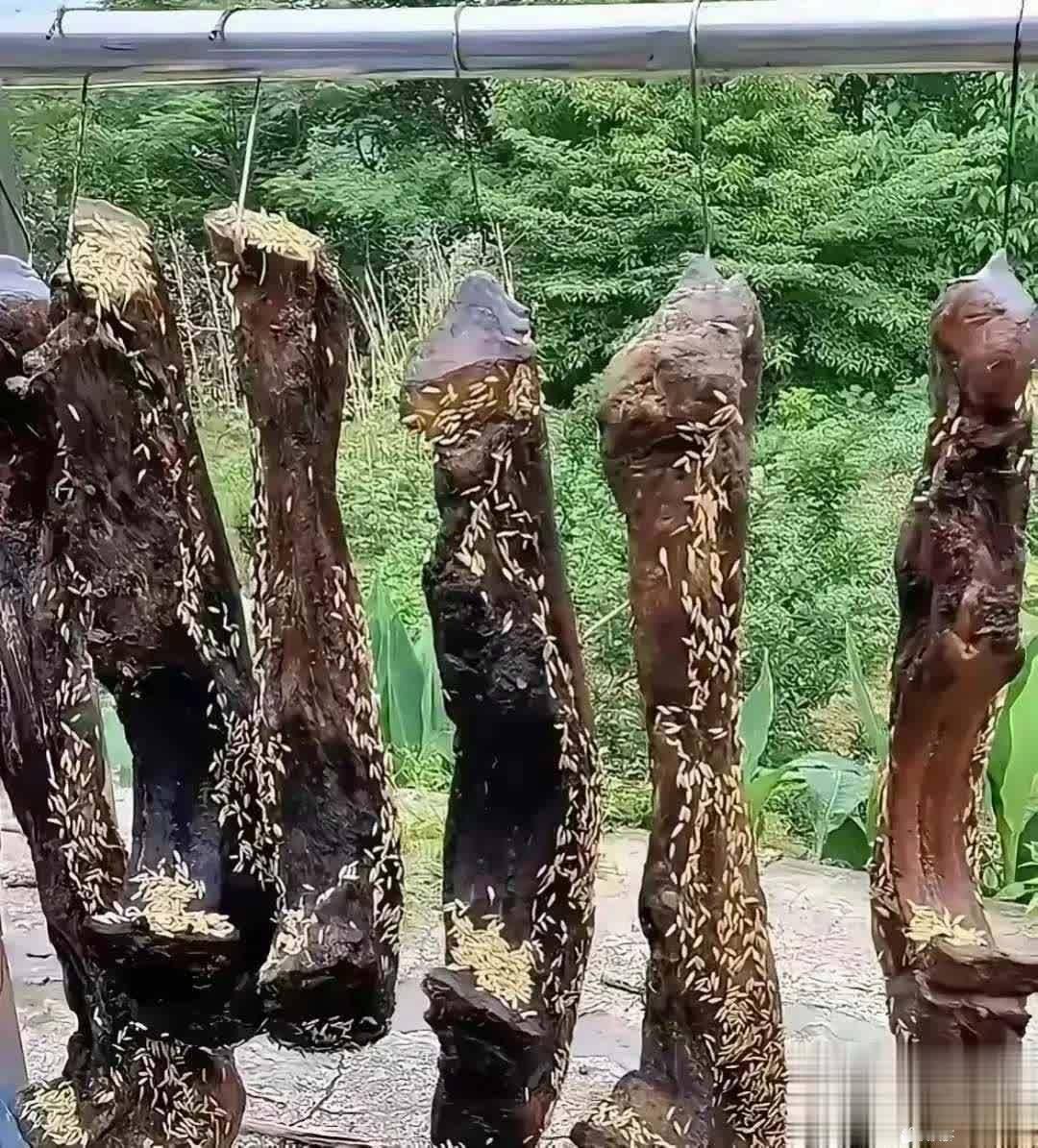 蛋白质是牛肉的6倍 