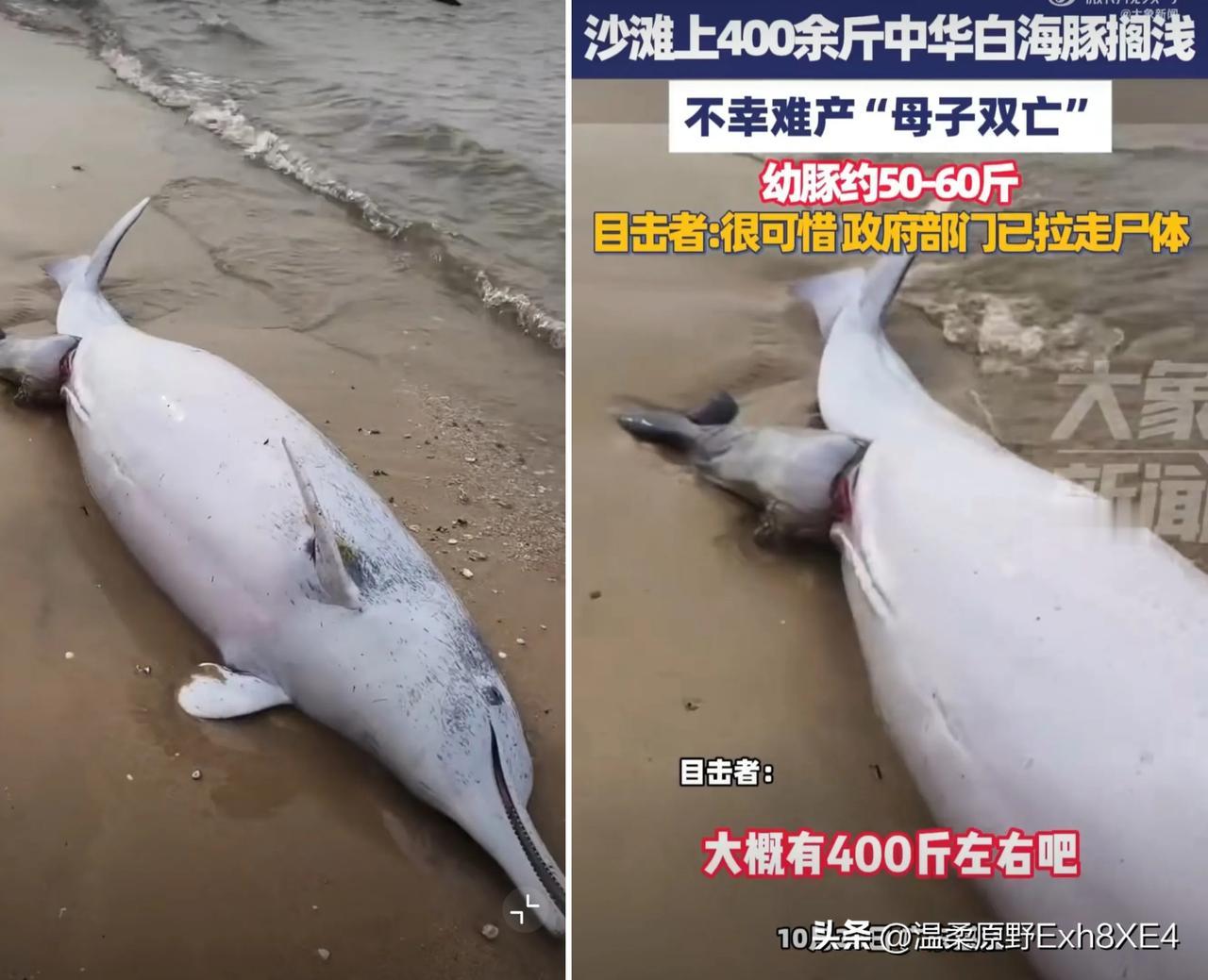太可惜了，26日广东湛江一处沙滩，发现一头死亡中华白海豚，其尾部还挂着一条约五六