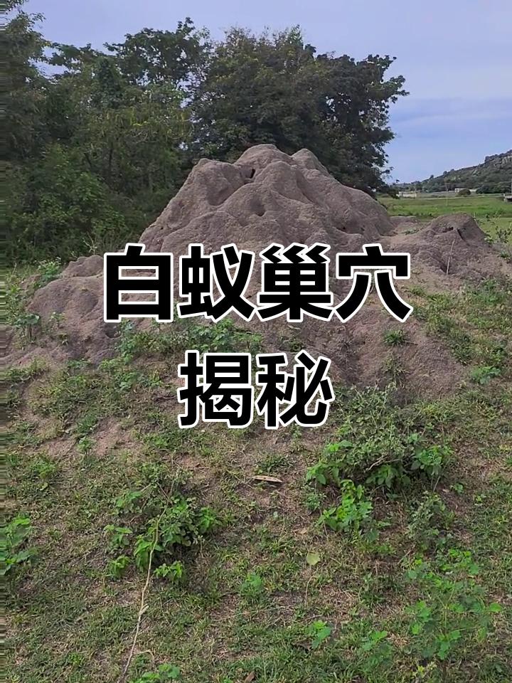 白蚁巢穴揭秘
       白蚁巢穴简直就是个神秘的地下王国。我之前看过纪录片，