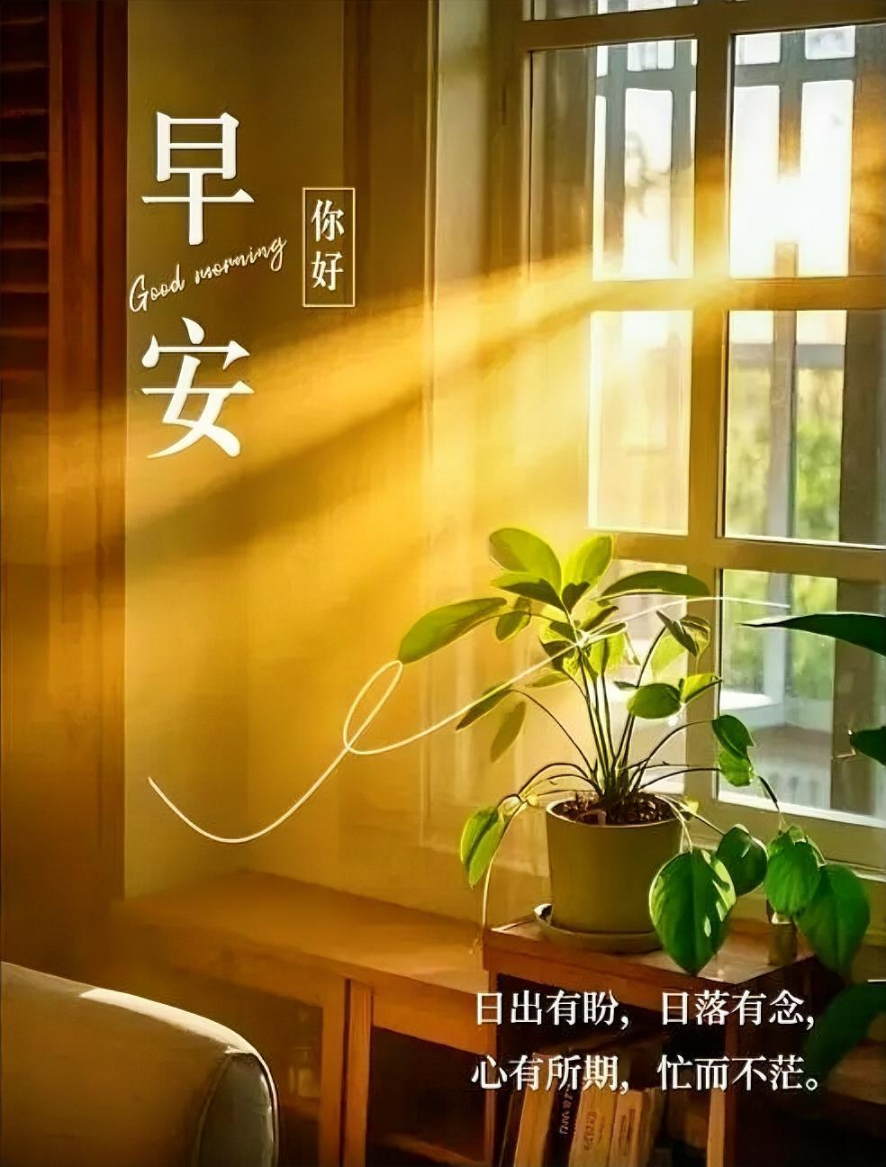 晨光温柔吻窗台，绿意盎然伴好眠，心有所期，忙而不茫，早安！
分享早安唯美图片