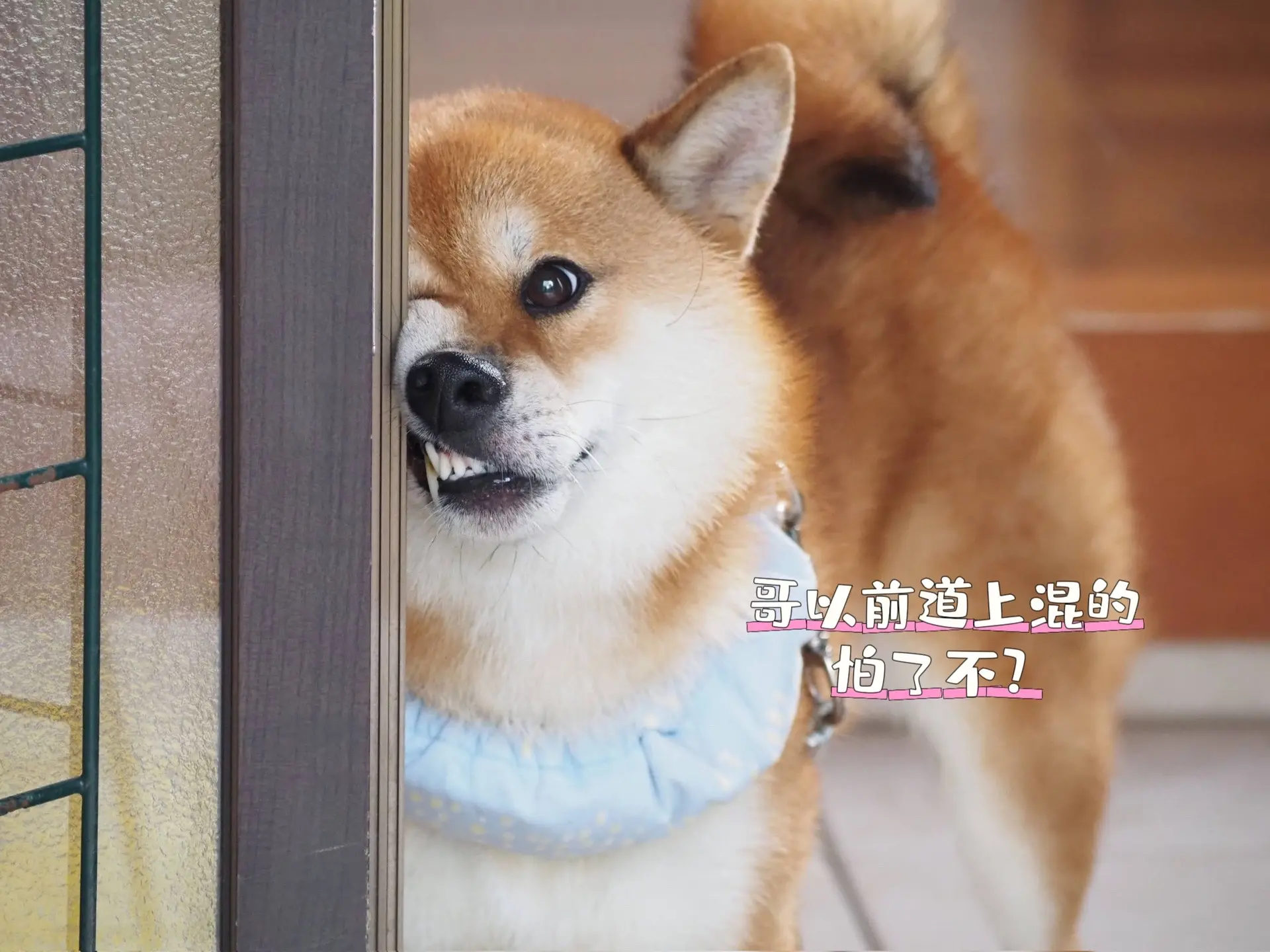 柴犬 柴犬表情包 谁能拒绝会旺财的修狗 我家的狗旺财也很拽 柴柴日常