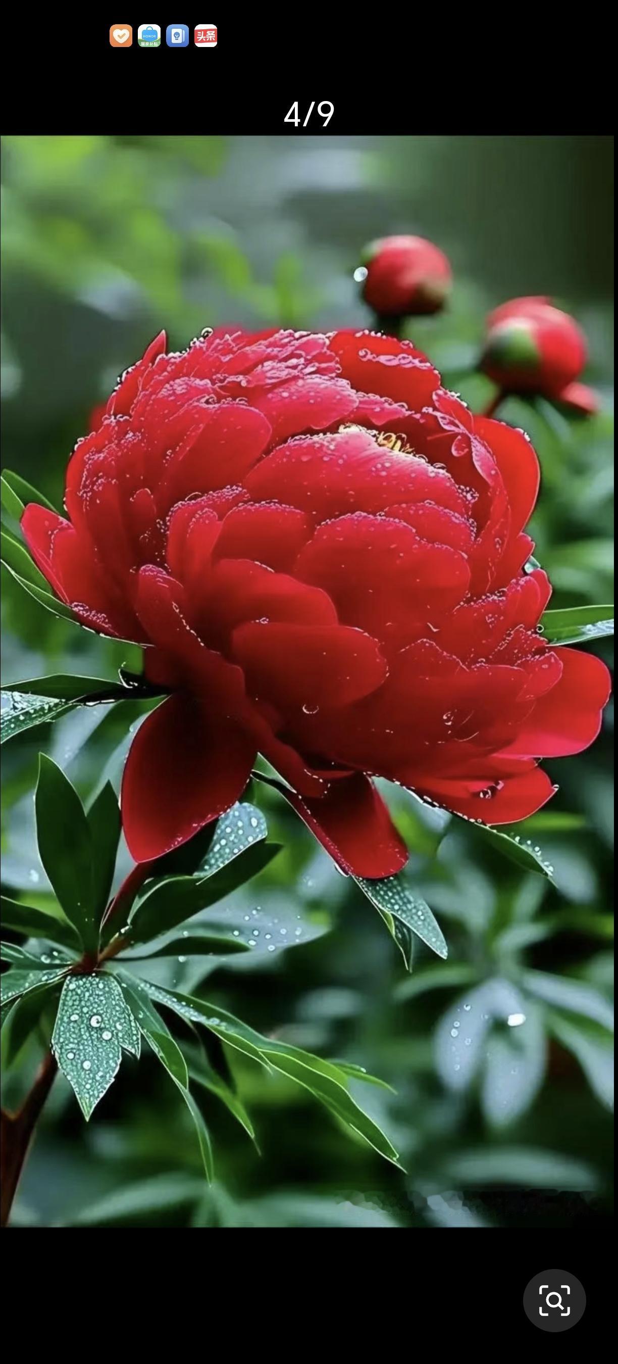 牡丹悄然盛放，层层花瓣舒展如云霞，雍容温婉。暖风拂过，暗香轻漾，一城春色皆被温柔