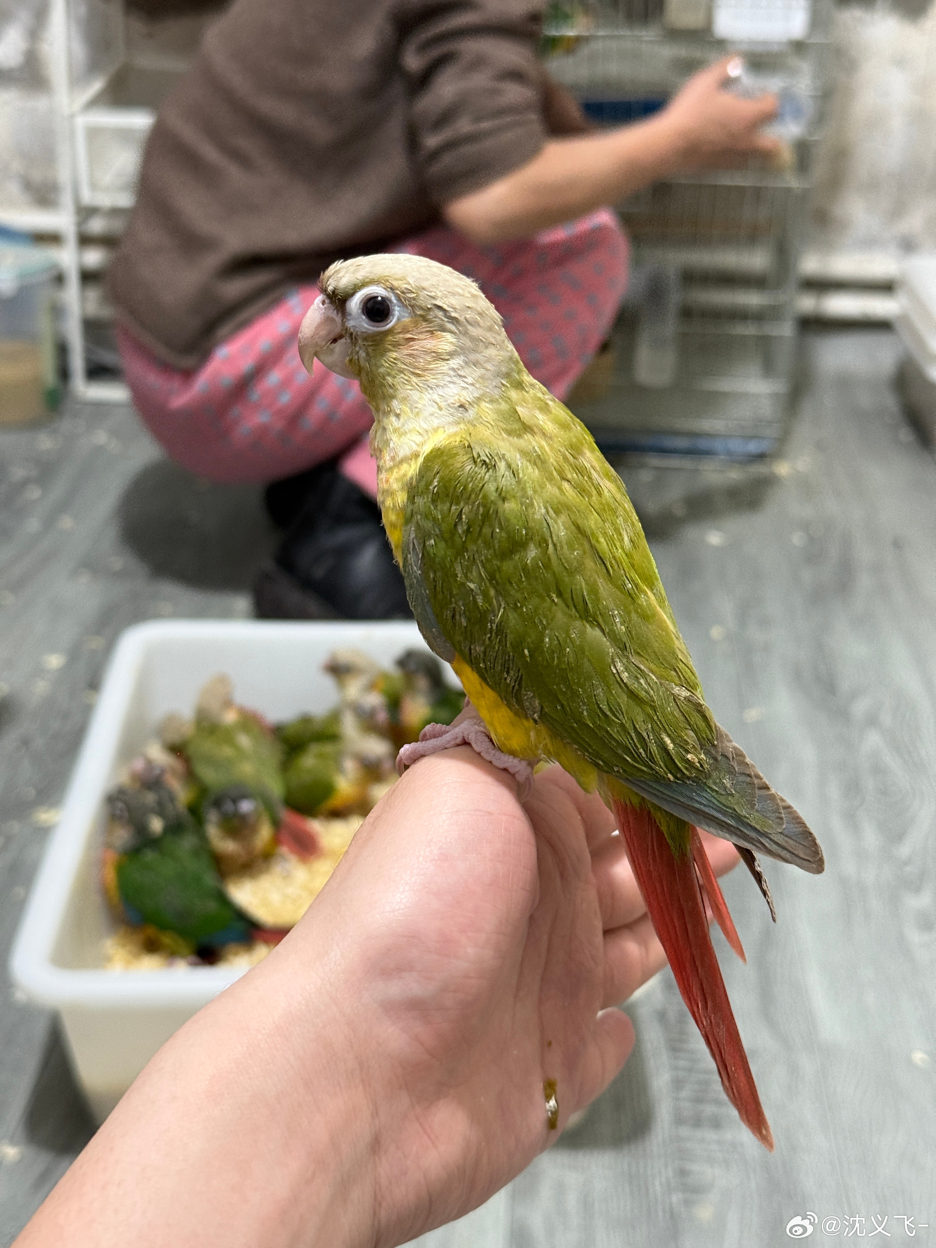 小玩意真粘人！好像养一只，又怕成为timi的食物 