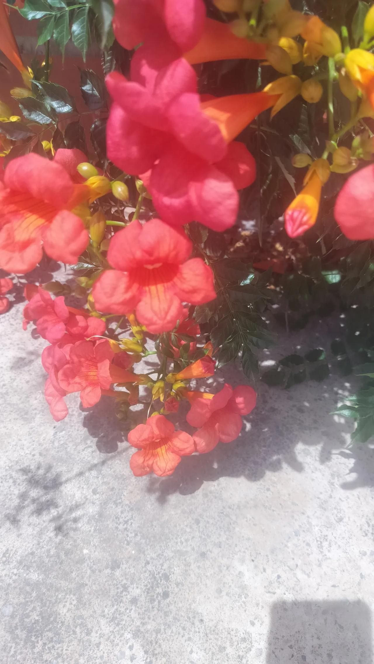 晒晒随手拍的花夏天的凌霄花也太会开了吧！橙红的喇叭花一串接一串挂在藤上，绿叶子衬