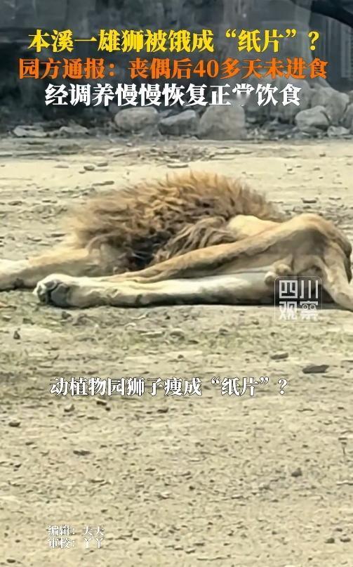 谁能想到，狮子也会为情所困到绝食？辽宁本溪市动植物园的雄性非洲狮大毛，就把大伙儿