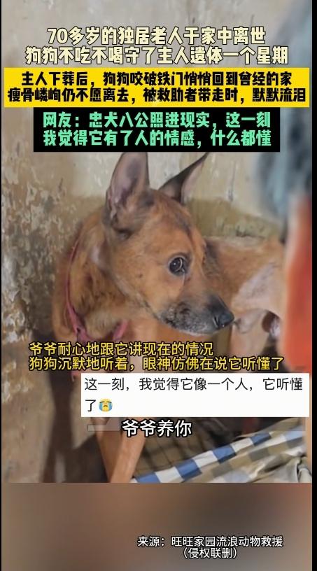 泪目了！万物皆有灵，怪不得很多人都喜欢养狗呢？真的是太通人性了。

70多岁的独