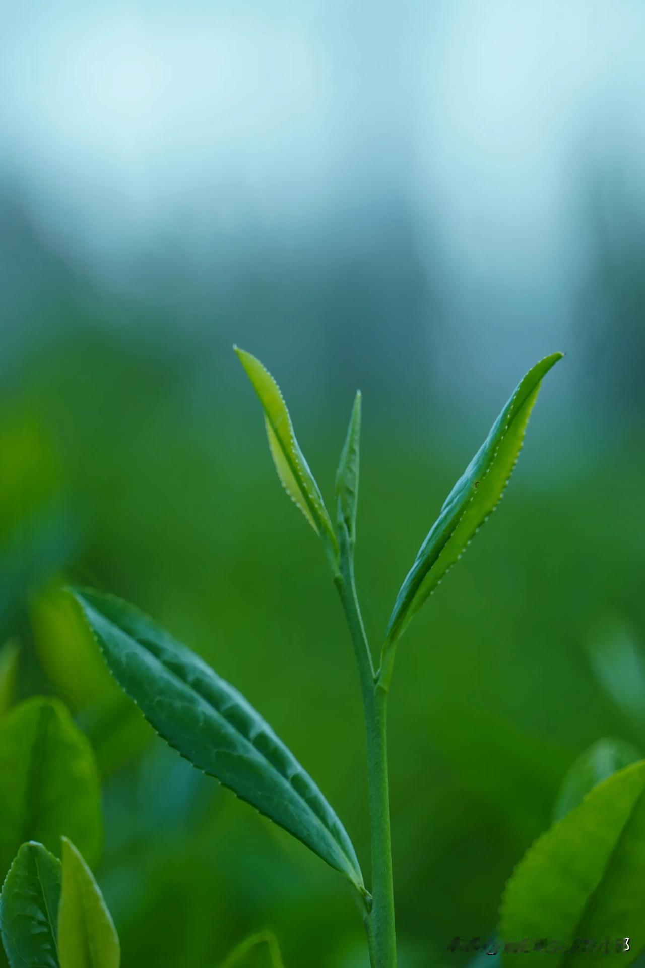 老话说得好：“一方水土养一方人。”对于大别山地区的山里人来说，一年四季都只能靠山