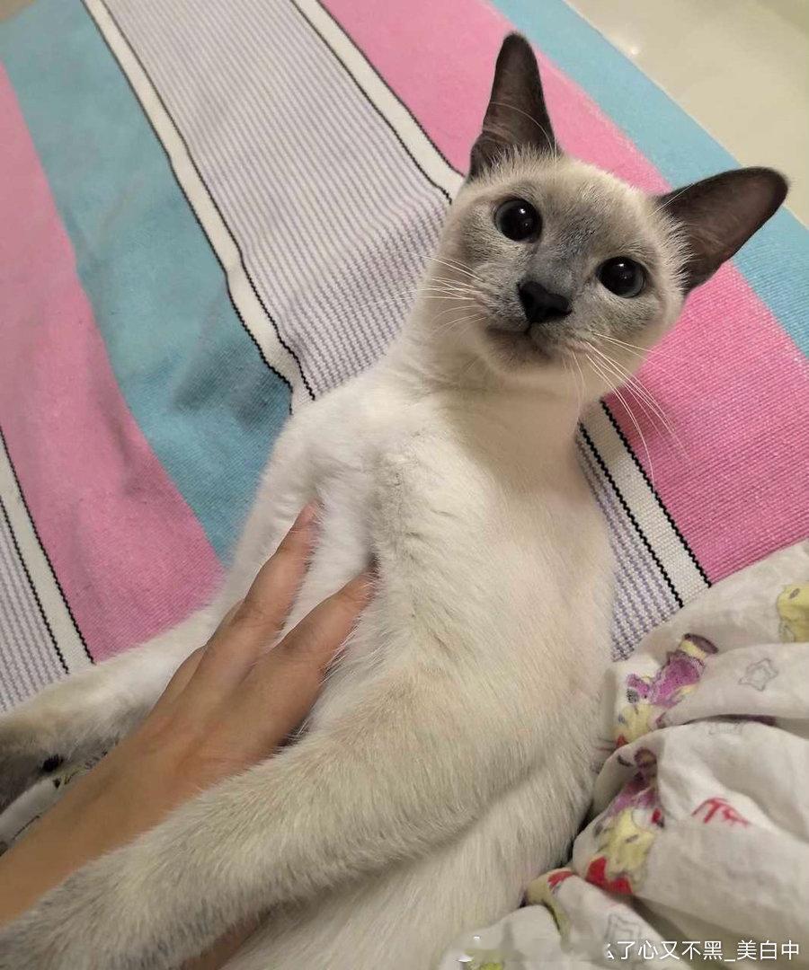 4402只黑脸这是啥猫 ​​​