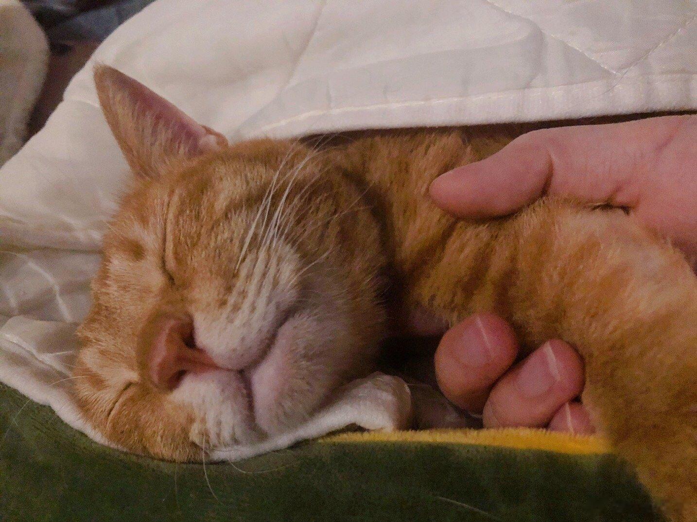 小猫咪#萌宠那些事[超话]# ​​​