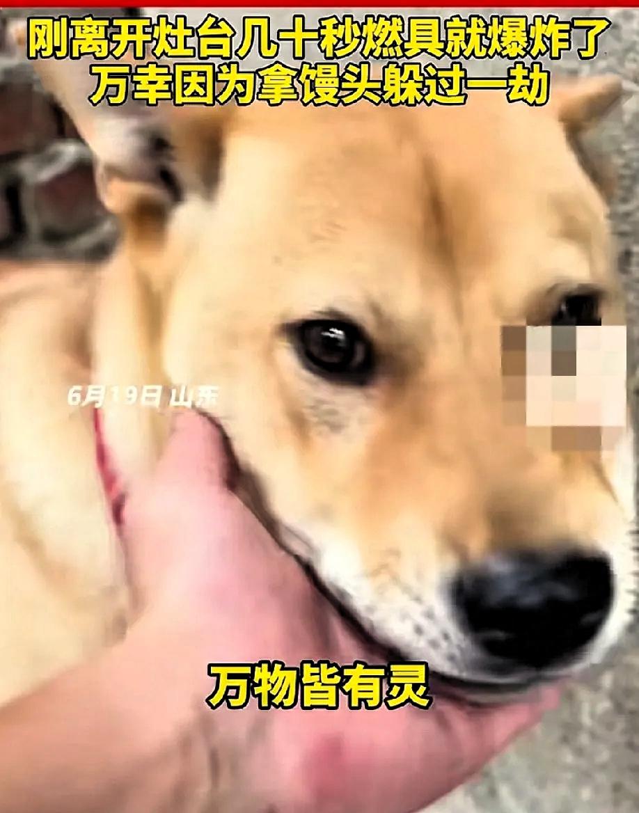 6 月 19 日，山东一男子在家煮粽子时，家里的大黄狗突然狂叫不止，主人以为是大