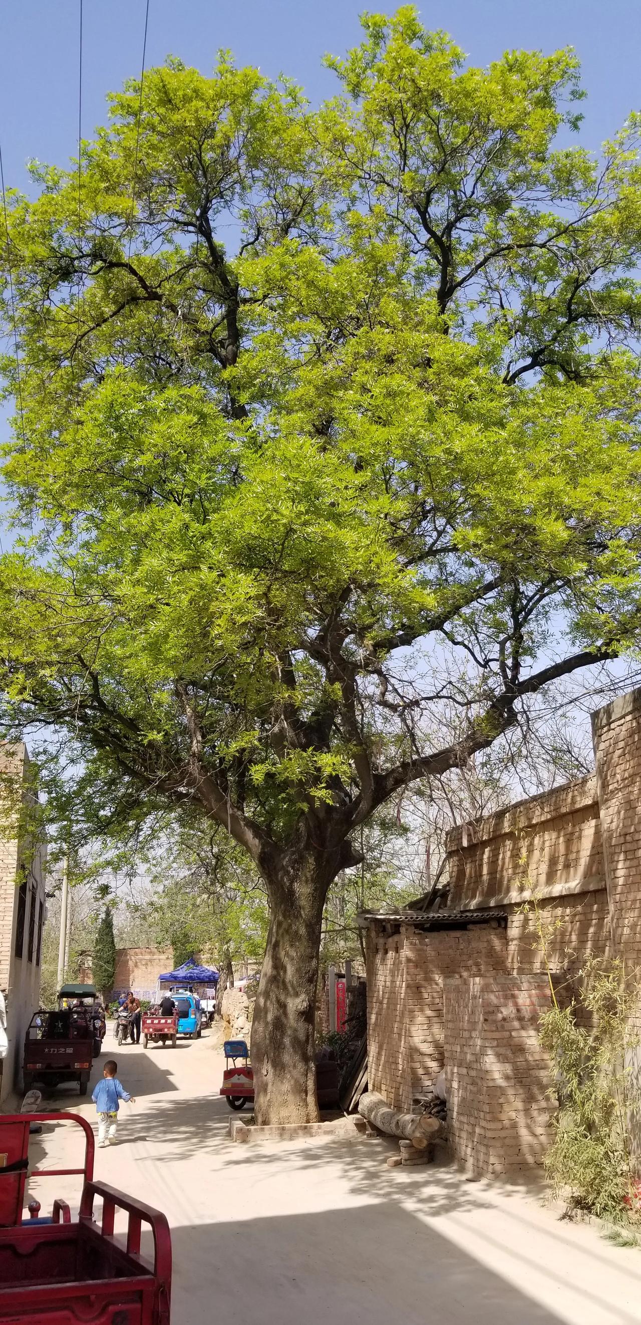 普通手法，因为夹杂了家的味道，意义非凡，所以是我心中最满意的照片。
你们的呢？发
