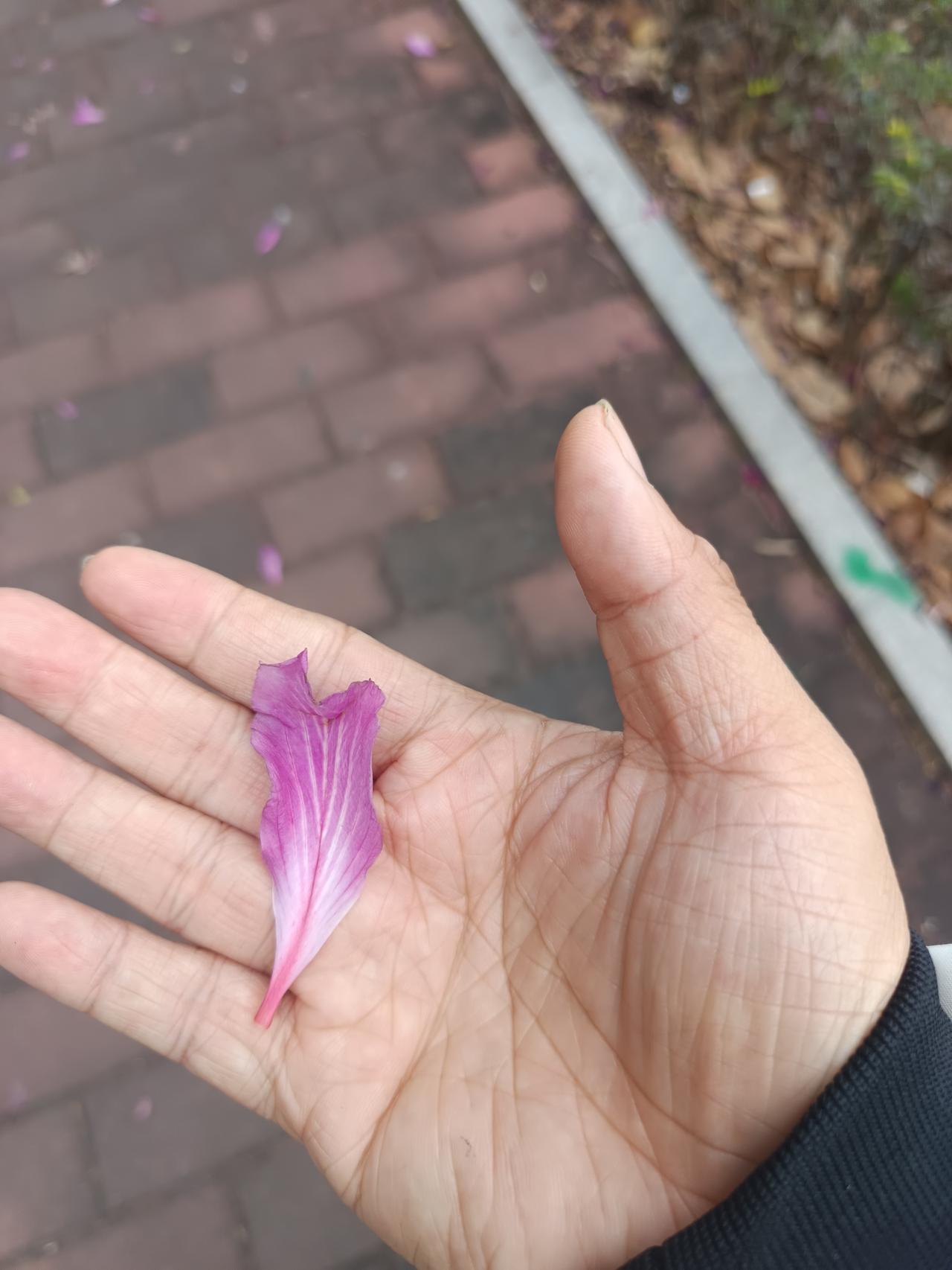 左手紫荆花，右手星湖


你敢相信吗？这里就是紫荊西提
我手上的就是紫荆花了，右