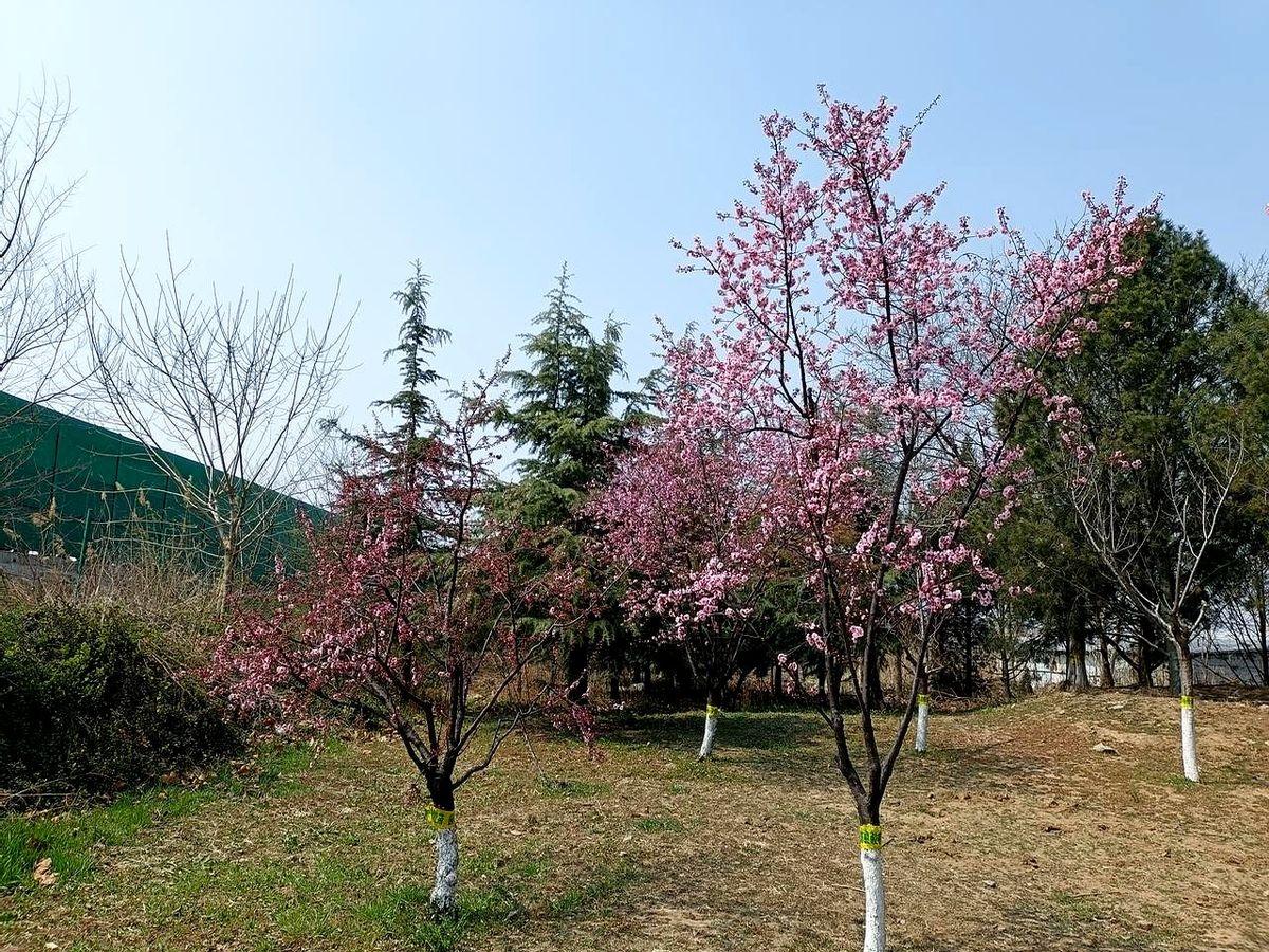 练武的大忌，就是啥都想要。

很多朋友练形意拳，五行拳、十二形拳恨不得一天全打一