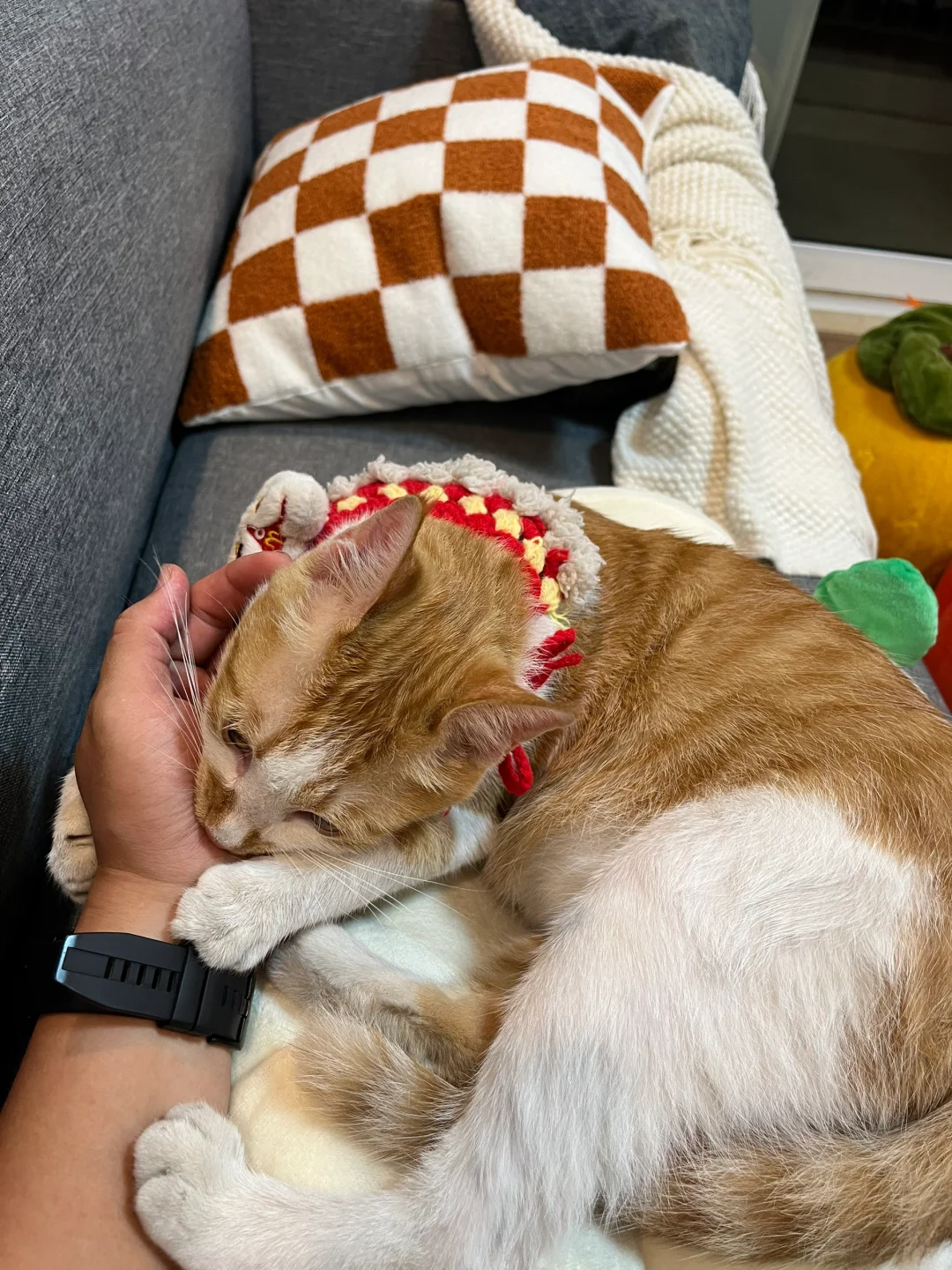 怀民终于回来啦！失而复得的新生活开始啦！