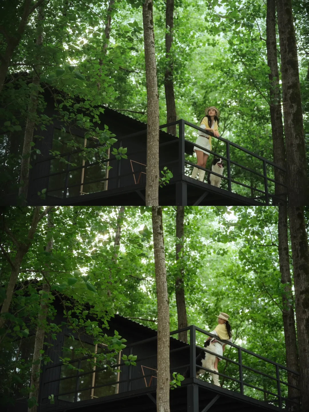 🌳带小狗去绿光森林露营