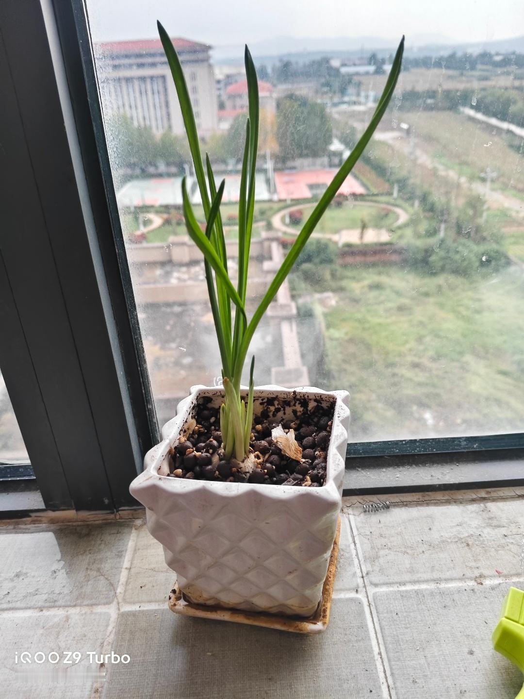 我养的这小家伙长得真带劲！看这绿油油的叶子，蹭蹭往上蹿。当初把球根埋进土里，没几