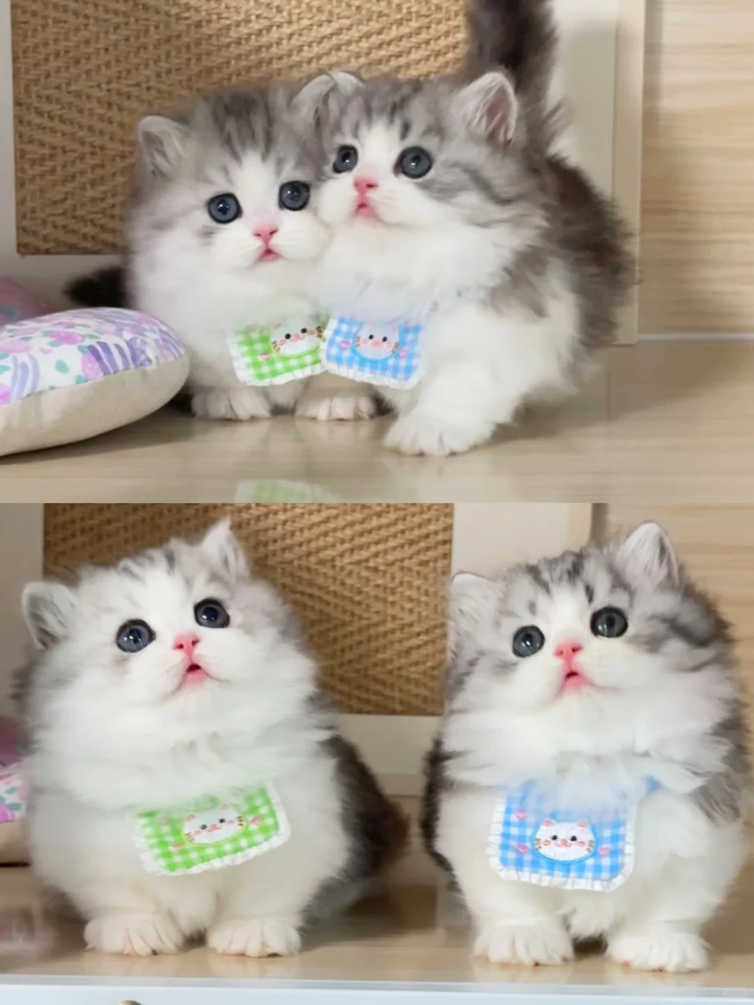 养猫养一对，可爱翻倍倍 银白米努特矮脚猫
