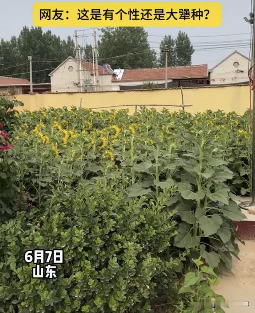 笑不活了！山东，一男子回到老家，突然发现院子里的向日葵是背对着太阳的，这与自己印
