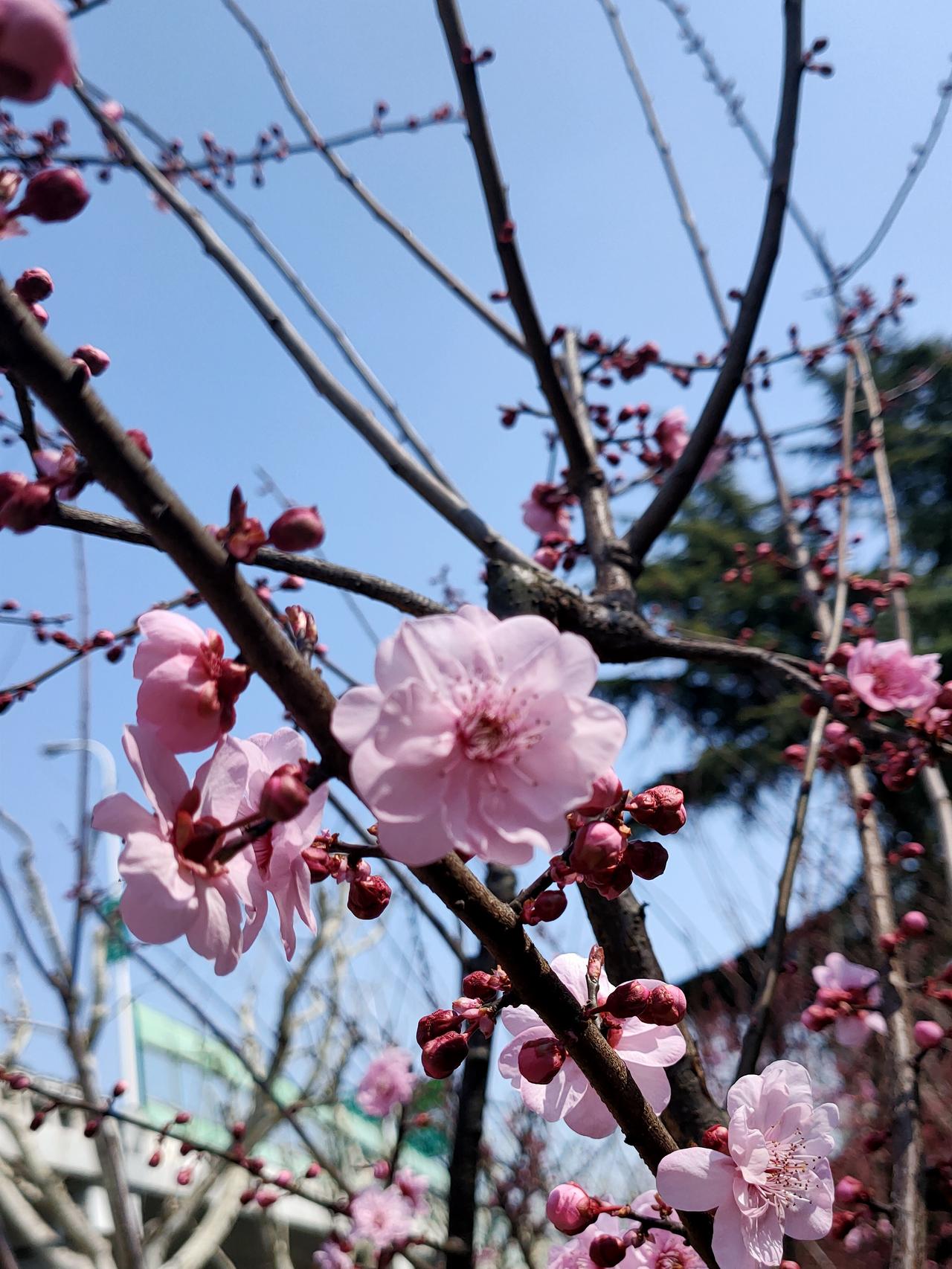 春日散步随手拍实景图分享！