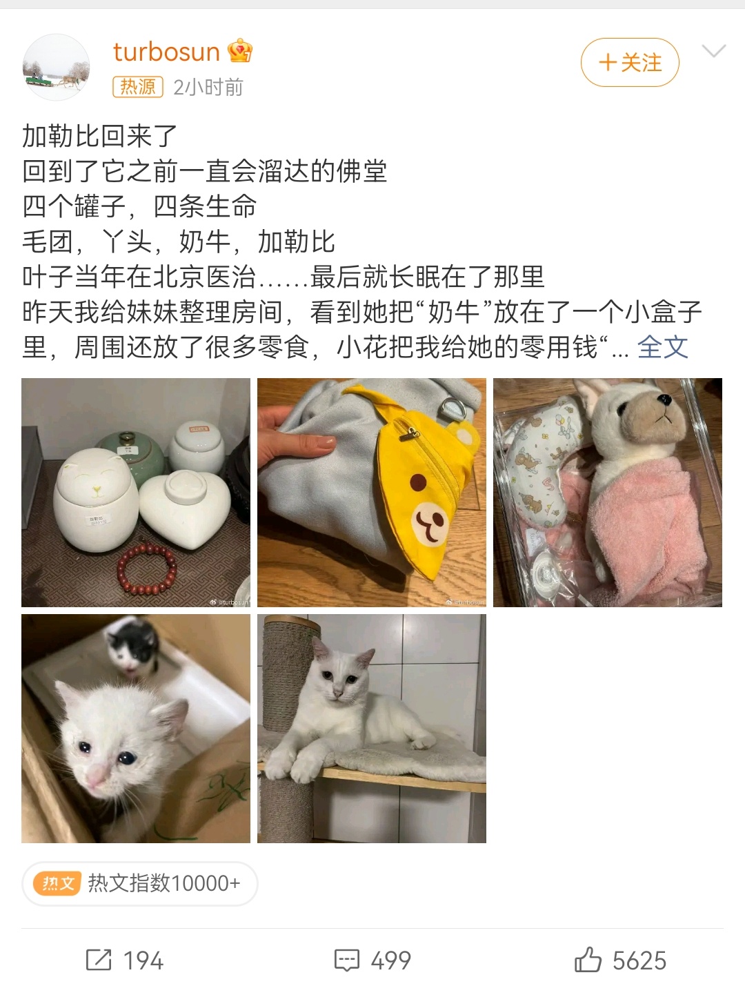 孙俪收养的流浪猫去世演员于9月12日发长文，痛心宣告收养的流浪猫因病离世，字里行