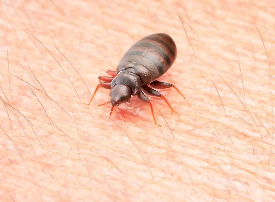 虱子，对现代人来说，尤其是年轻人，真的算得上是一个稀罕物。别说是见过，就是听说，