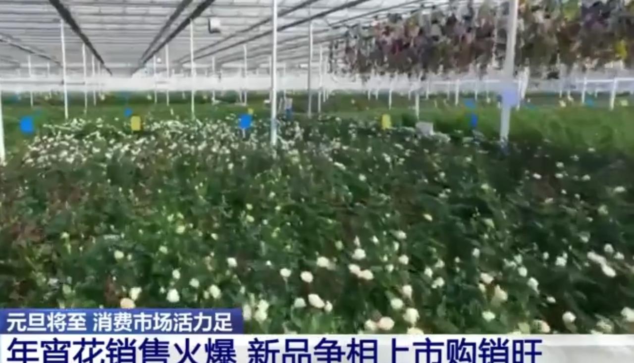 元旦将至，年宵花市场迎来销售热潮！温室里成片花卉竞相绽放，工人们穿梭花丛中忙碌采