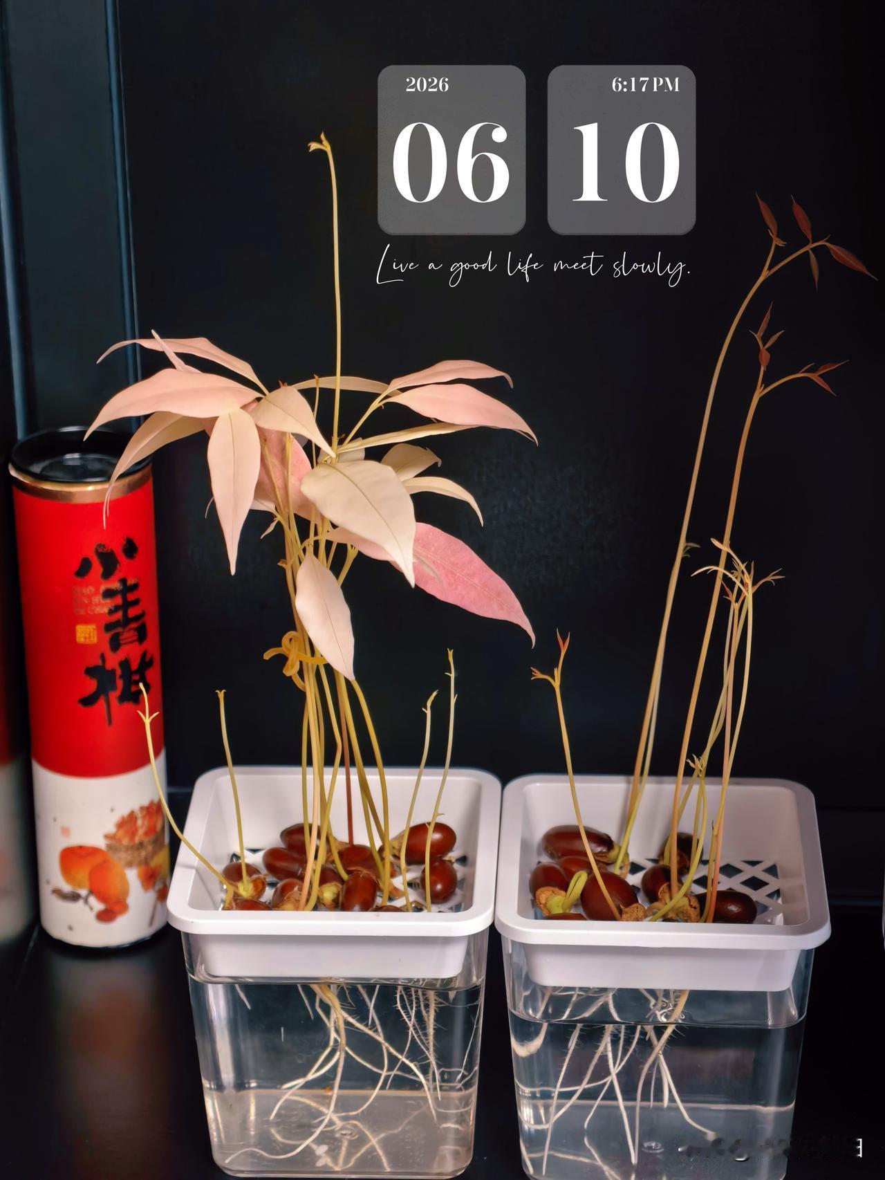 生活细碎美好，藏在一颗颗闲置荔枝核里～