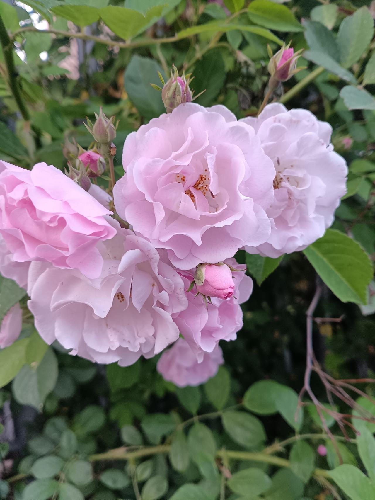 淡粉蔷薇花团轻绽，柔瓣叠如纱，花苞缀其间，叶影漾着春日的温柔。