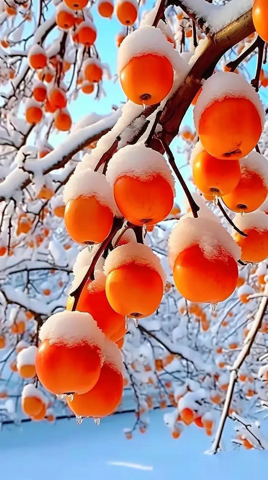 雪中枝头红，霜叶尽染秋。人民日报有段话说得特别治愈：“粗茶淡饭不要紧，朋友散场没