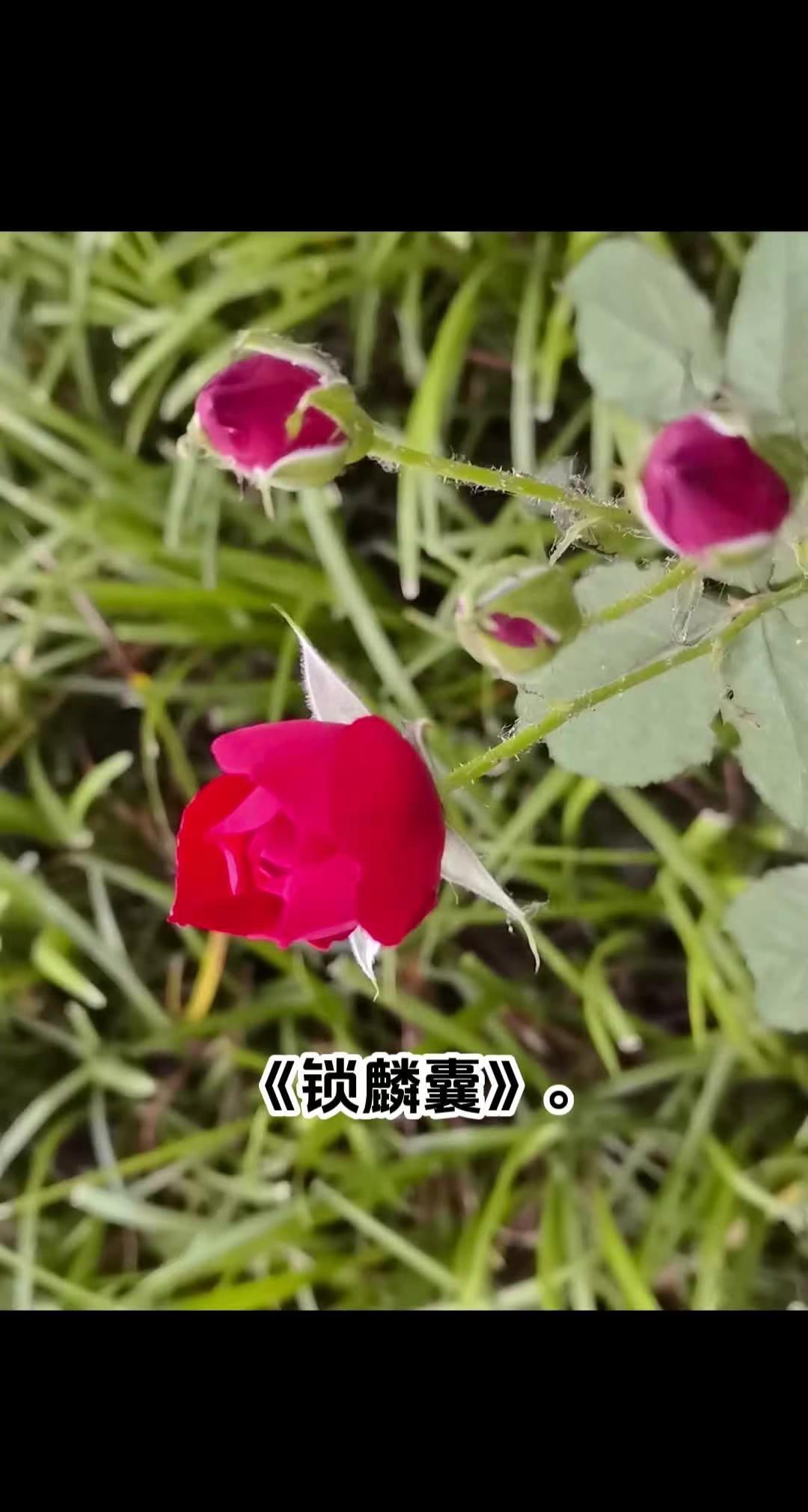 祝㊗福中考的同学们凯旋归来，我们张开双臂，翘首以待，水门全开，所求皆如愿，所盼都
