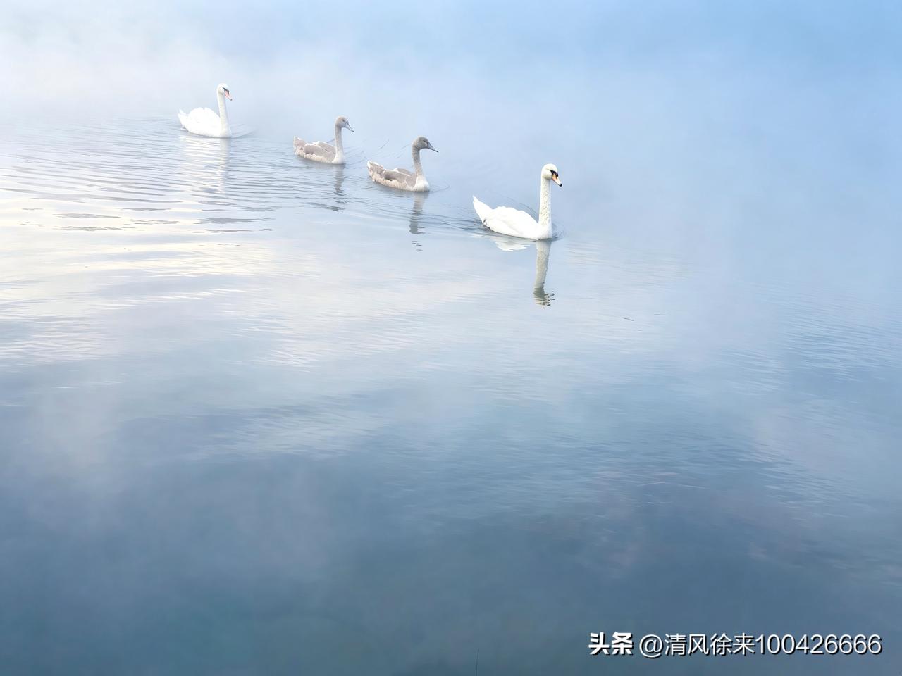 夏日生活打卡季晨雾漫过澄澈湖面，四只天鹅次第穿行，涟漪轻揉开薄雾。不染市井喧嚣，