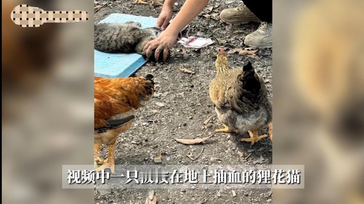 简直丧尽天良！

近日有网友爆料，广州一动物血库为了卖钱，竟将三十元左右买来的流