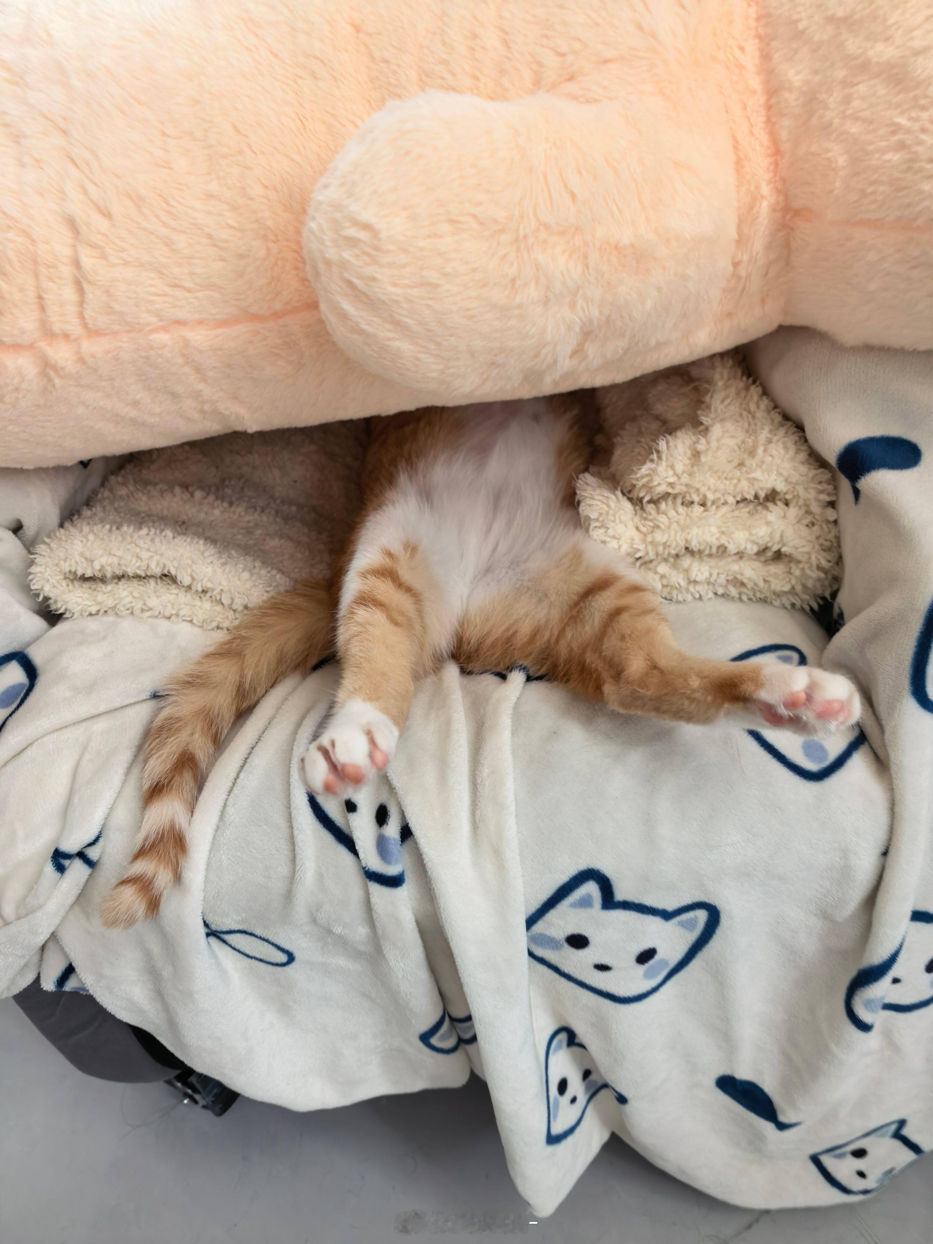 足控福利猫