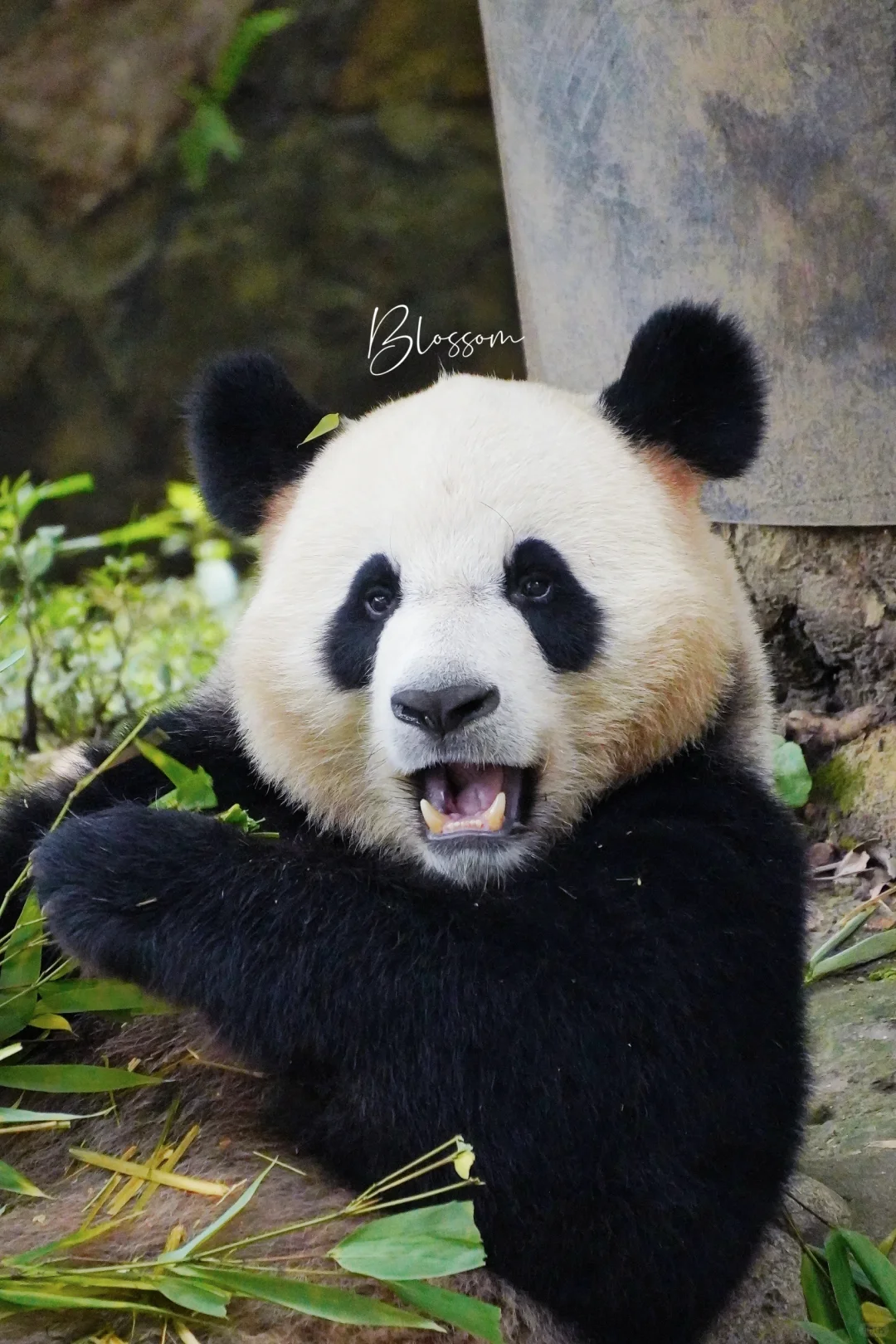 木曲辰檂檂小朋友，四岁生日快乐✨