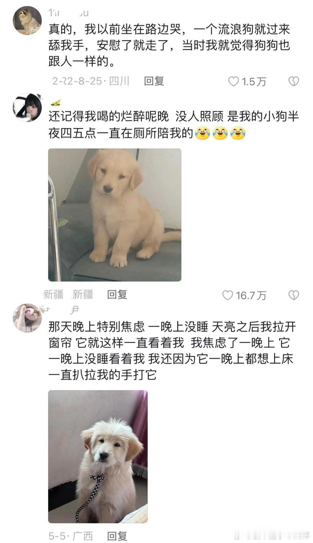 小动物真的能闻到你伤心的味道！养猫猫狗狗的情绪此刻达到了巅峰我在物质上养它，它在