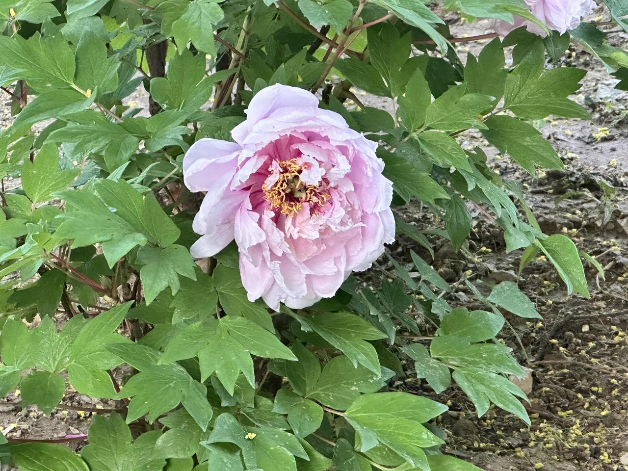 晒图笔记大赛北京四月底很多地方可以看牡丹花，还有清香味，很舒服