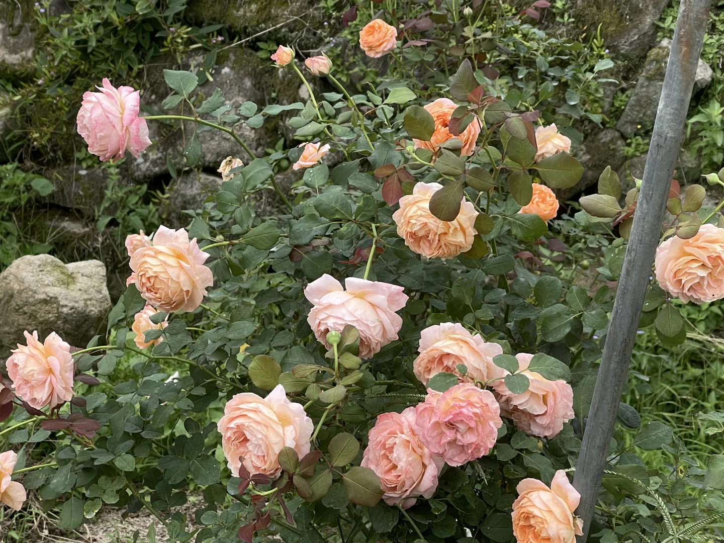雨后河本麻纪子