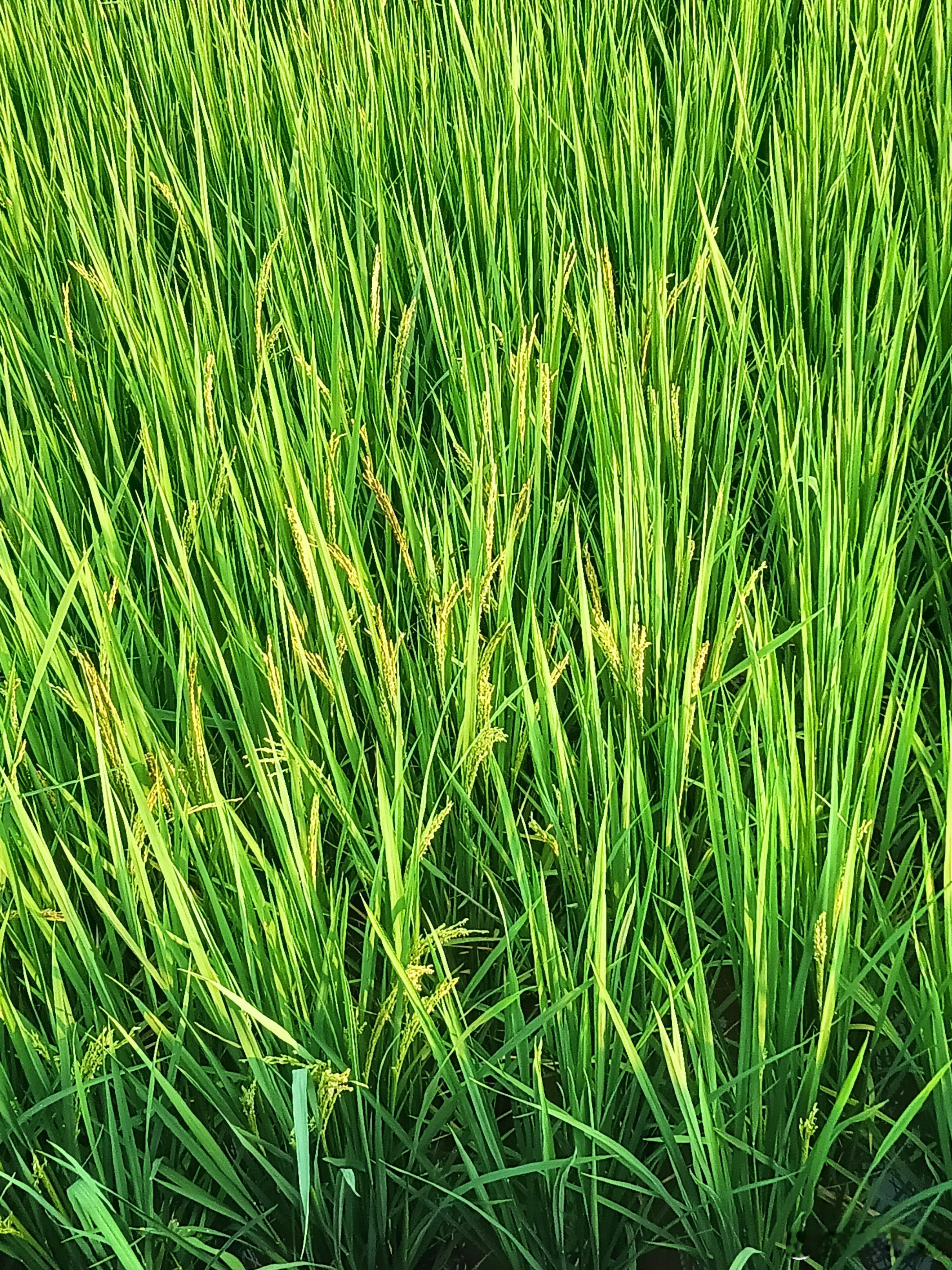 一个月后就能收割稻谷了。人间九月，一半是田野丰收的温柔，一半是科技迭代的热烈。 