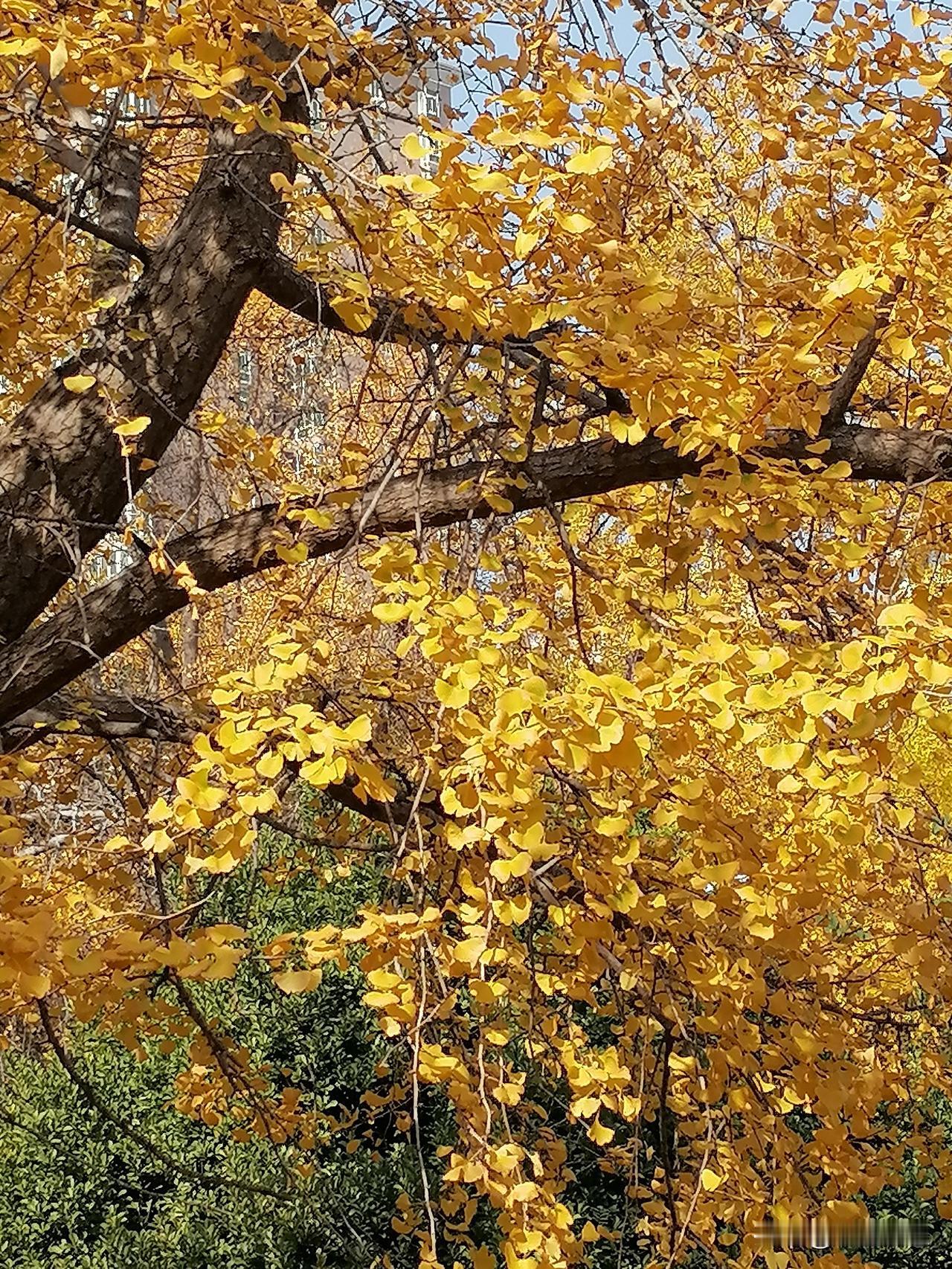 风吹叶落,是风在动还是树叶在动?风也在动，树叶也在动。这棵银杏树，在进入冬季之时