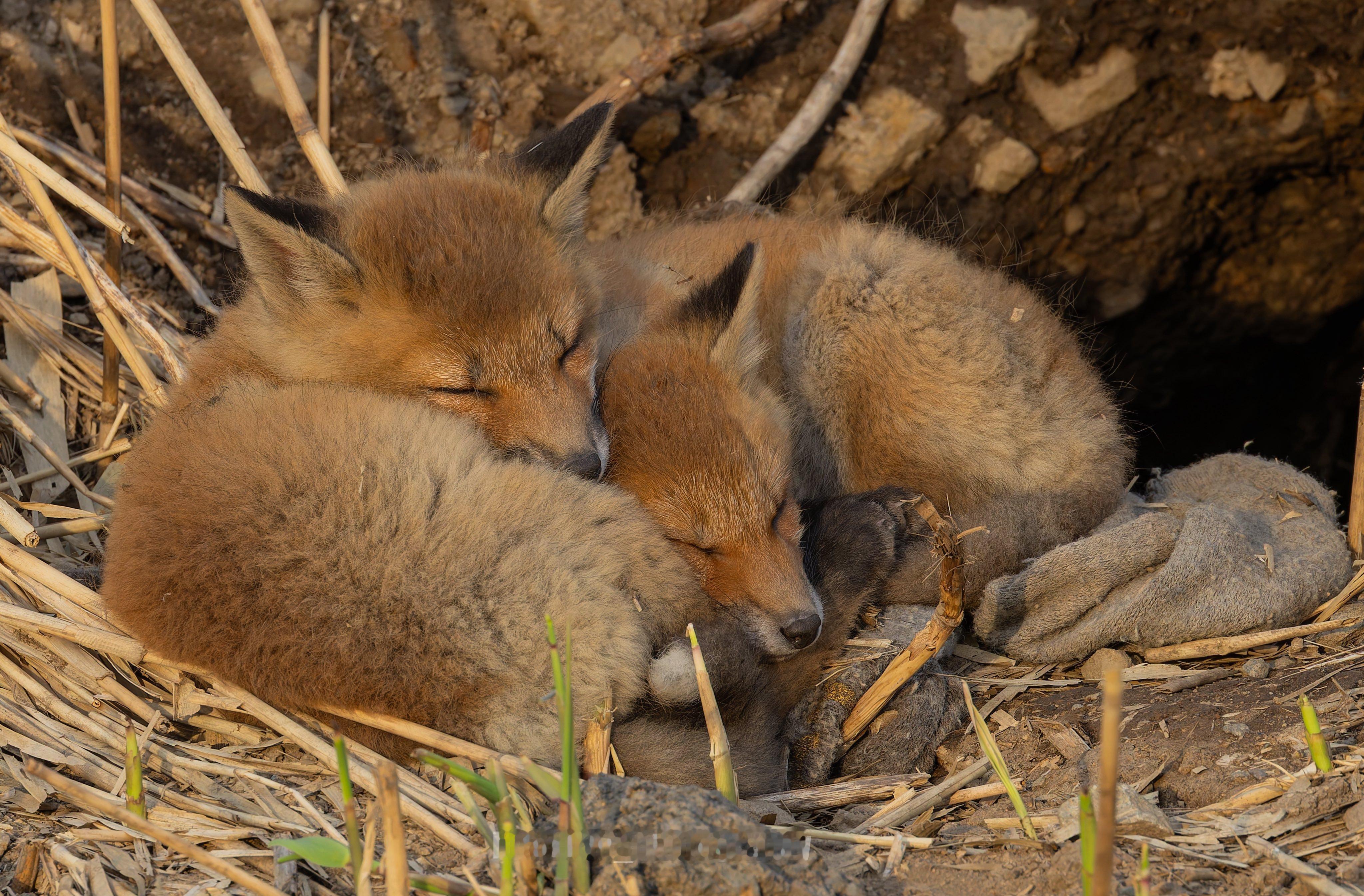 狐狸[超话] 嗯唔嗯唔🦊🦊💕总是黏在一起睡觉的狐狸崽✨©️hirokiri