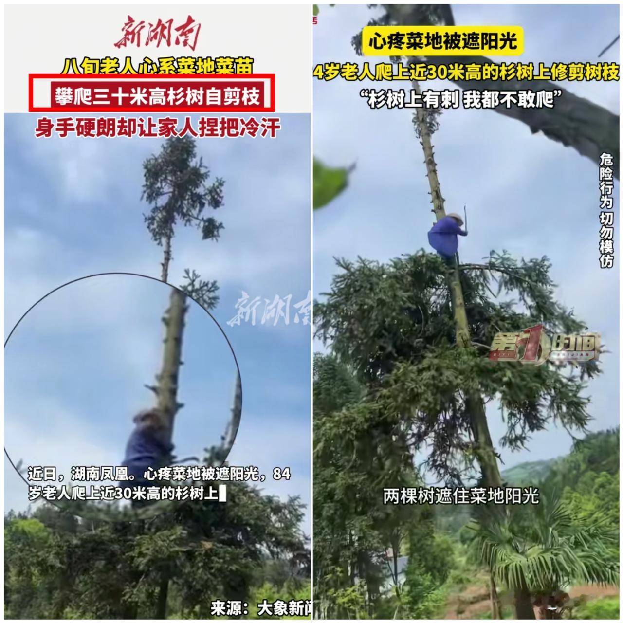 太揪心了！

湖南84岁老人为了菜地采光！

竟徒手爬上
近十层楼高的带刺杉树修