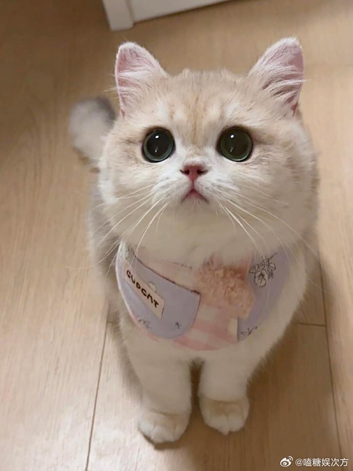 猫有猫的自在猫生，要按自己的节奏前行。愿每只小猫都能在时光里无忧无虑，快乐常伴，