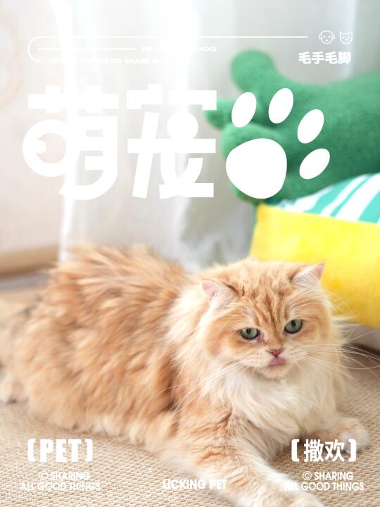 长毛金渐层 想记录下此刻 这个模板有点东西