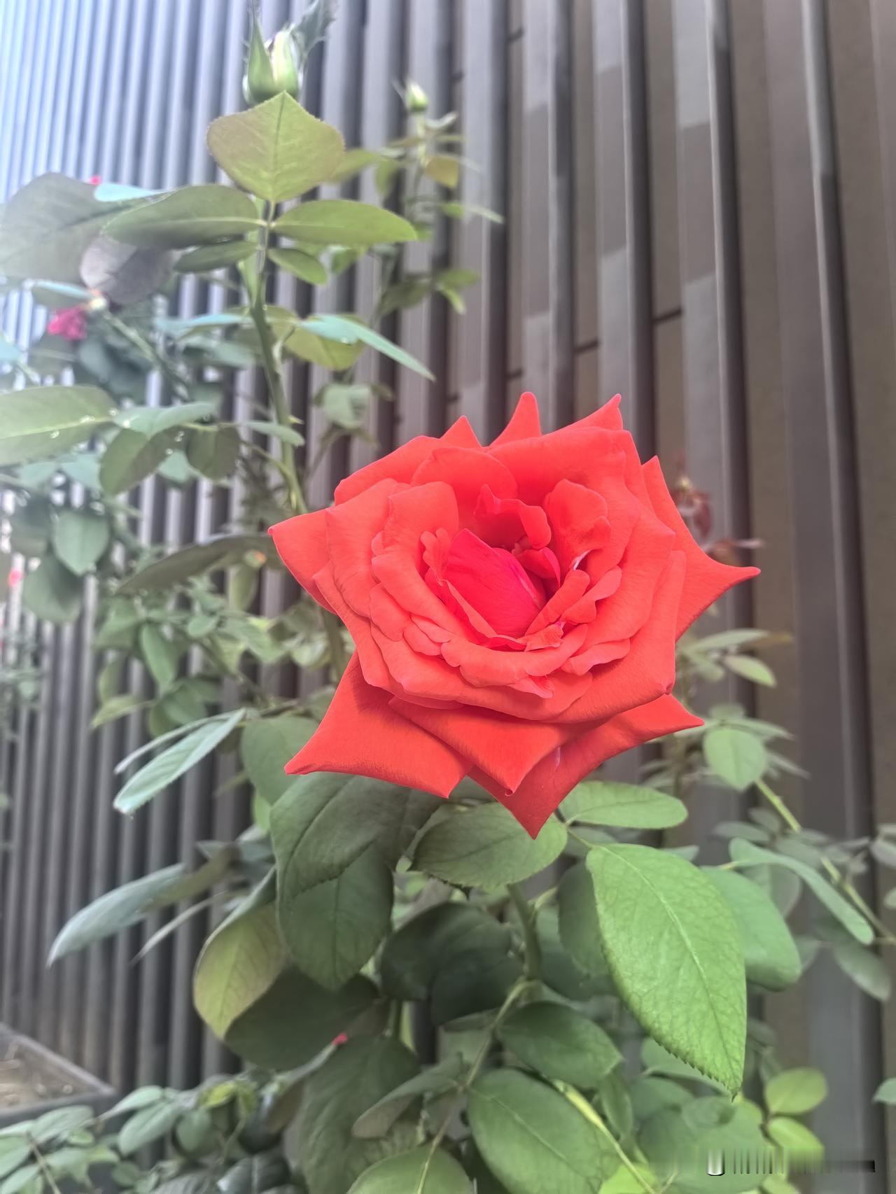 秋高气爽，阳光灿烂，万里无云，又是美好的一天。
早餐前在小区漫步两圈，抬眼便撞见