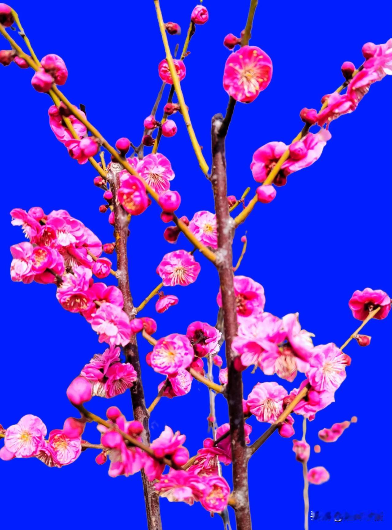 梅花烂漫映蓝空，枝头繁盛似锦绣。