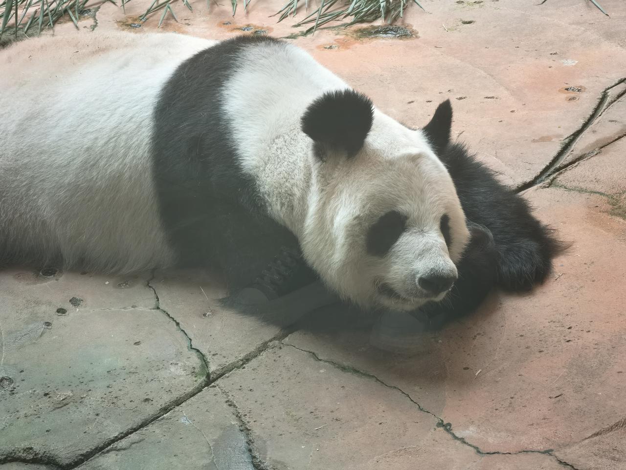我们鞍山的大熊猫。
两只猫，刚刚和杉杉。圆滚滚的身材，漂亮的小耳朵，肩带黑而宽。