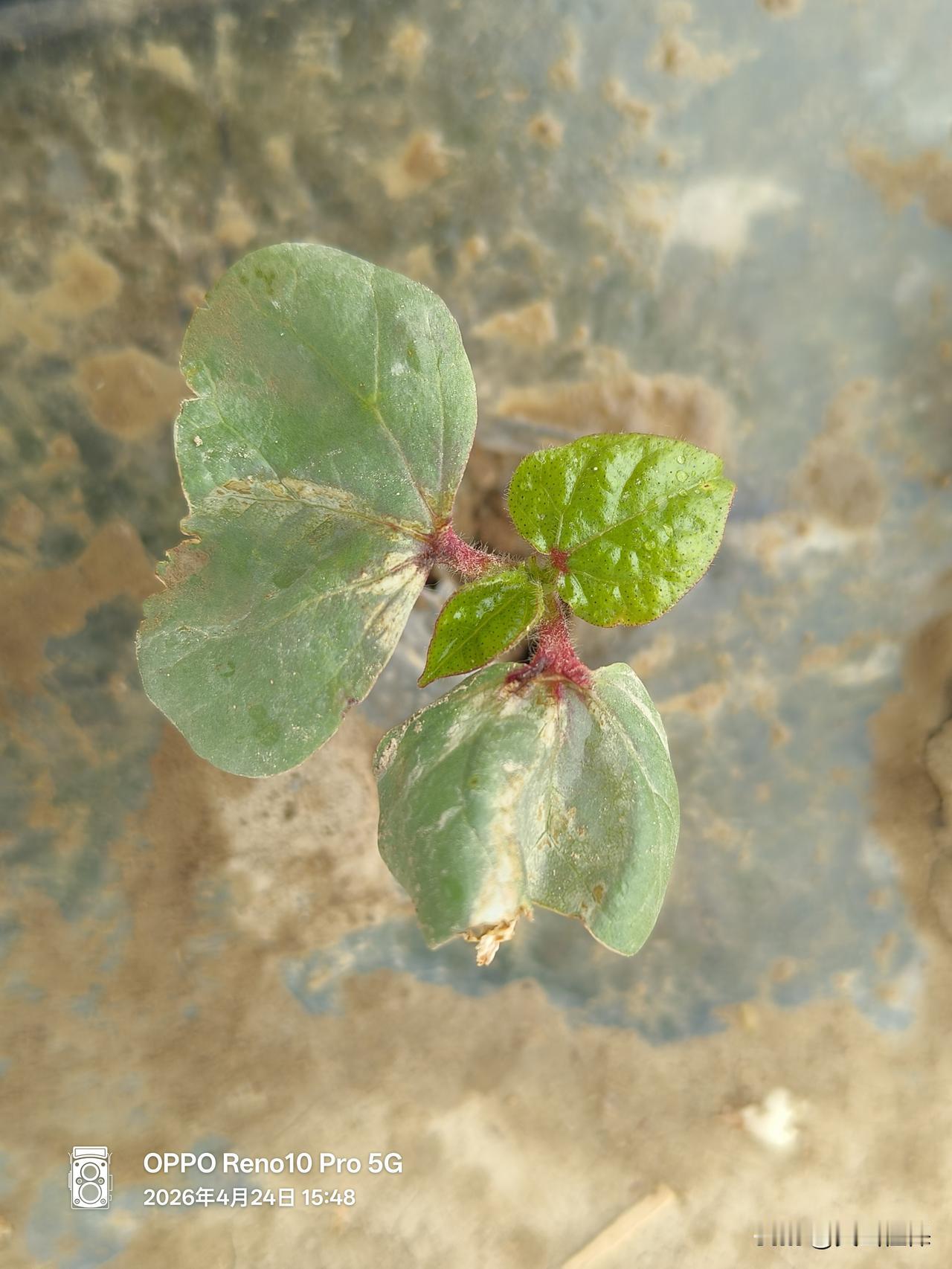 晒图笔记大赛 萌芽初现，春意盎然！🌱🌿